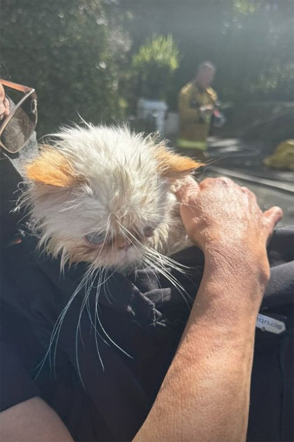 коты Кары Делевинь спасенные во время пожара
